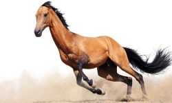 Etiam dictum egestas