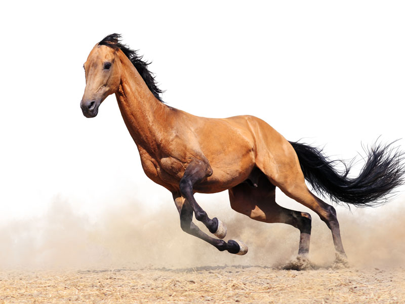 Etiam dictum egestas