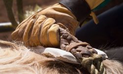 Etiam commodo convallis